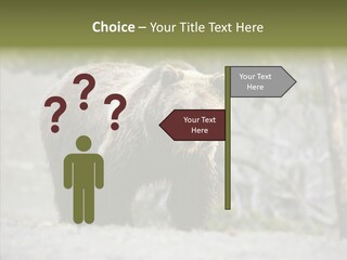 Predator Danger Bear PowerPoint Template