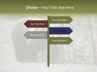 Predator Danger Bear PowerPoint Template