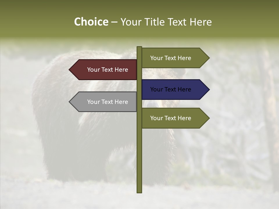 Predator Danger Bear PowerPoint Template