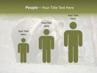 Predator Danger Bear PowerPoint Template