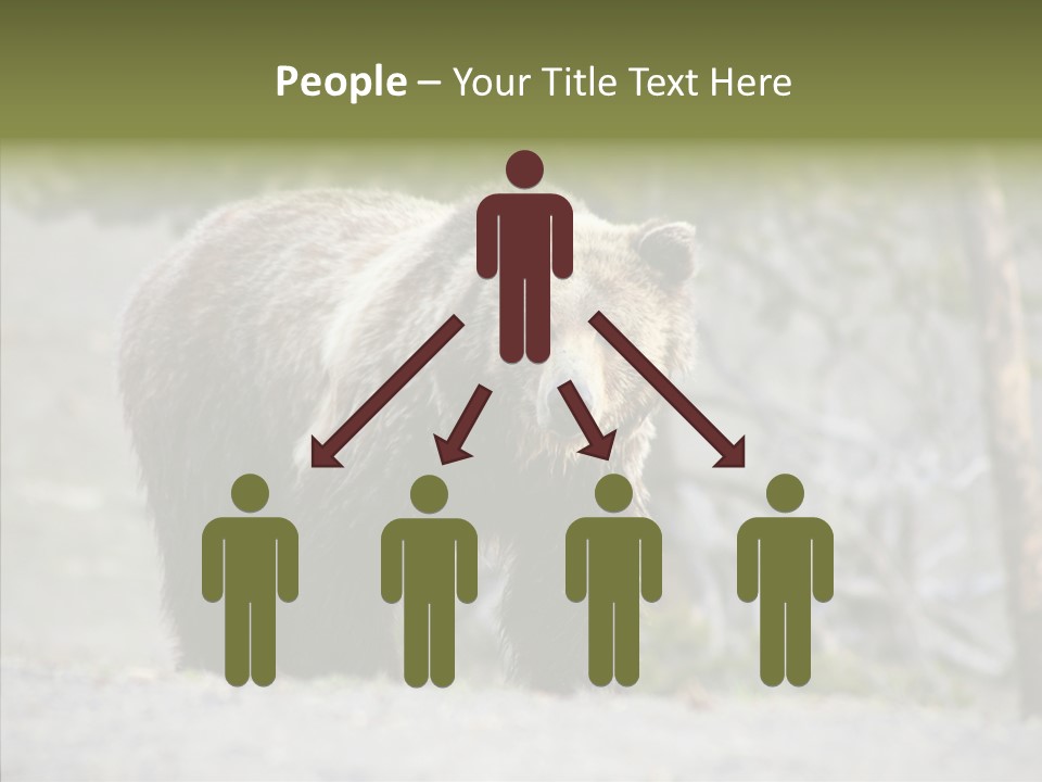 Predator Danger Bear PowerPoint Template