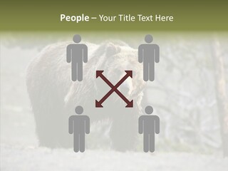 Predator Danger Bear PowerPoint Template