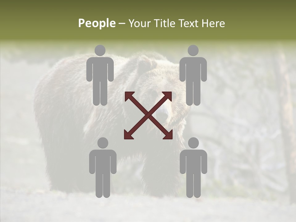 Predator Danger Bear PowerPoint Template
