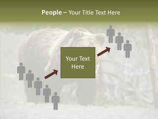 Predator Danger Bear PowerPoint Template