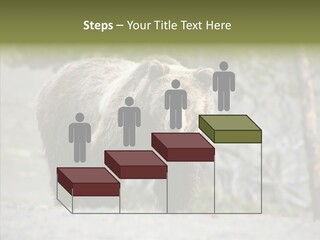 Predator Danger Bear PowerPoint Template