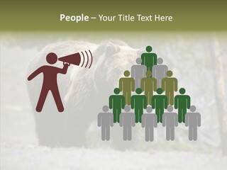 Predator Danger Bear PowerPoint Template