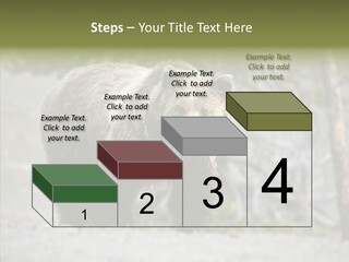 Predator Danger Bear PowerPoint Template