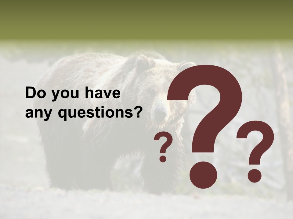 Predator Danger Bear PowerPoint Template