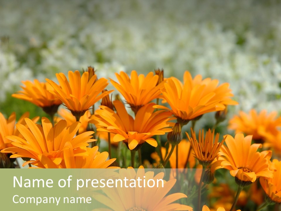 Flower Marigold Colorful PowerPoint Template