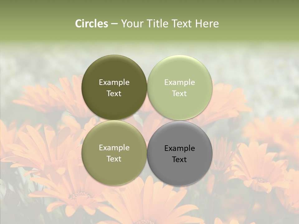 Flower Marigold Colorful PowerPoint Template