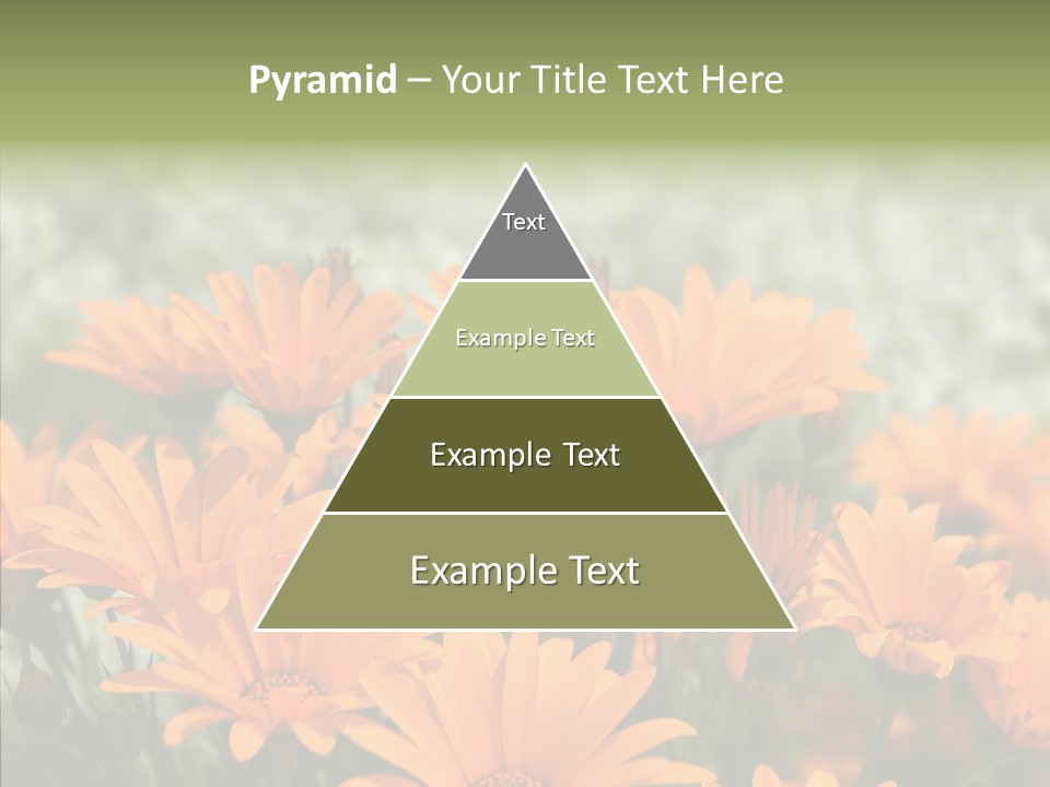 Flower Marigold Colorful PowerPoint Template