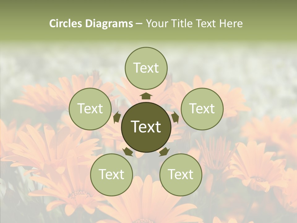 Flower Marigold Colorful PowerPoint Template