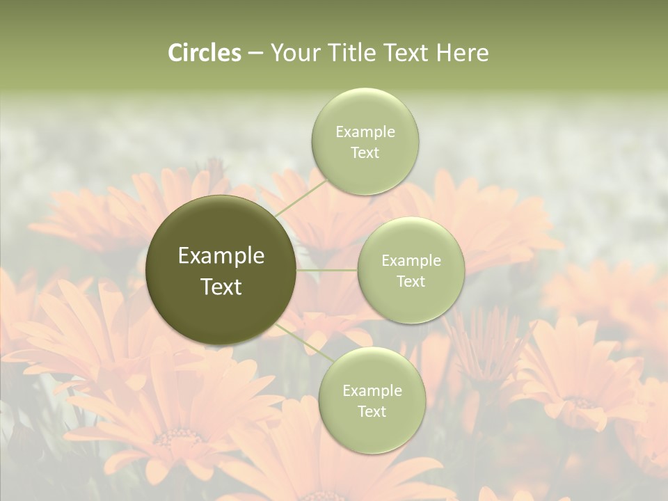 Flower Marigold Colorful PowerPoint Template