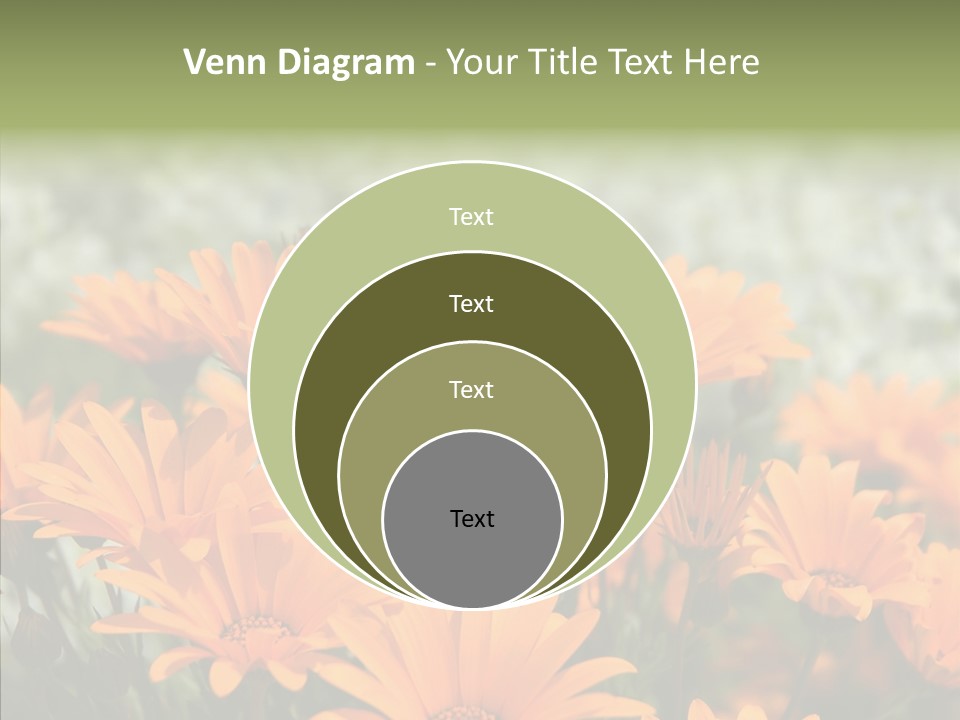 Flower Marigold Colorful PowerPoint Template