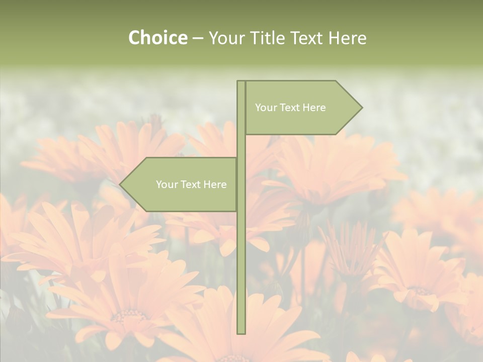 Flower Marigold Colorful PowerPoint Template