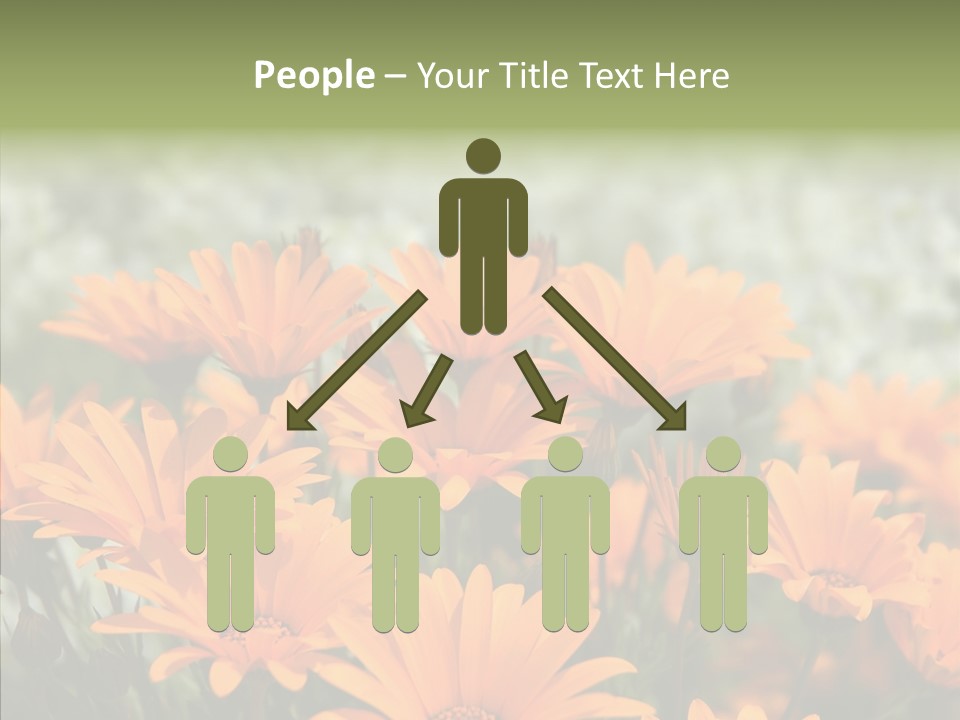 Flower Marigold Colorful PowerPoint Template