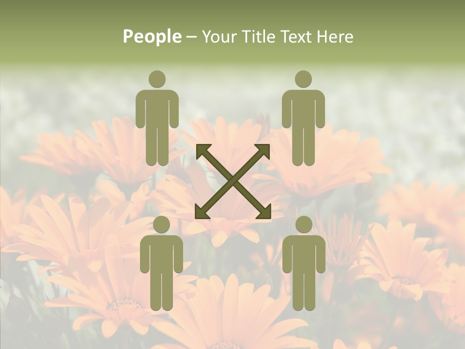 Flower Marigold Colorful PowerPoint Template