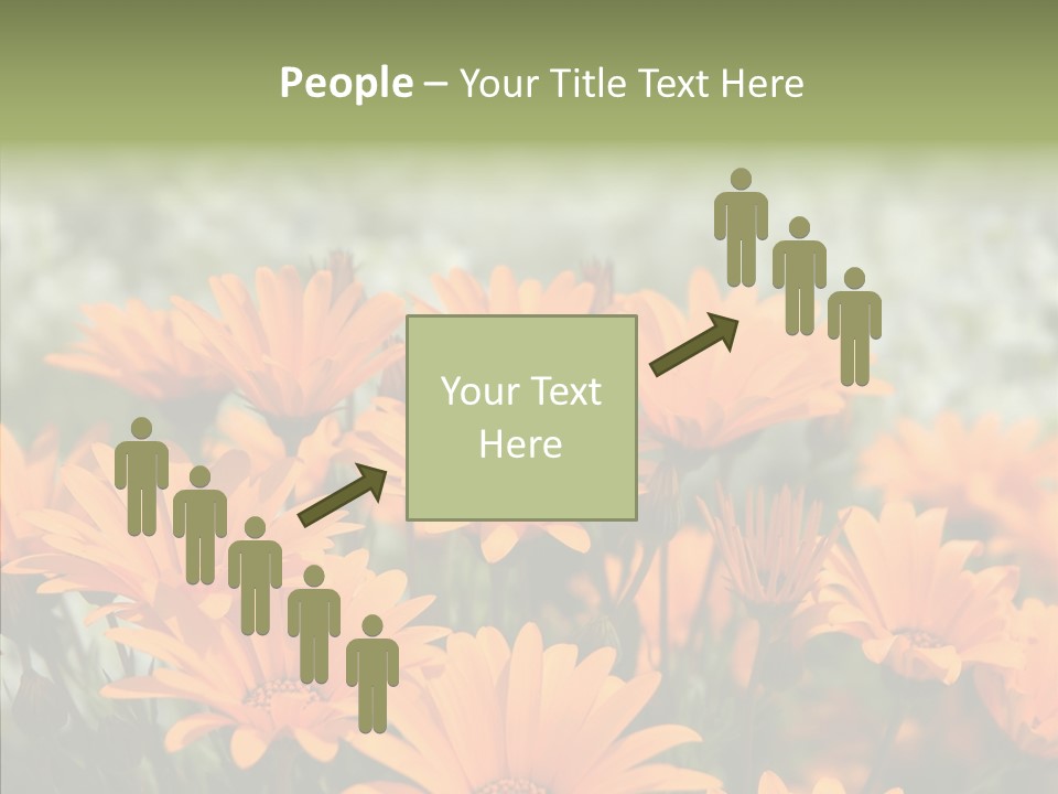 Flower Marigold Colorful PowerPoint Template