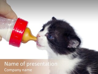 Food Milk Closeup PowerPoint Template