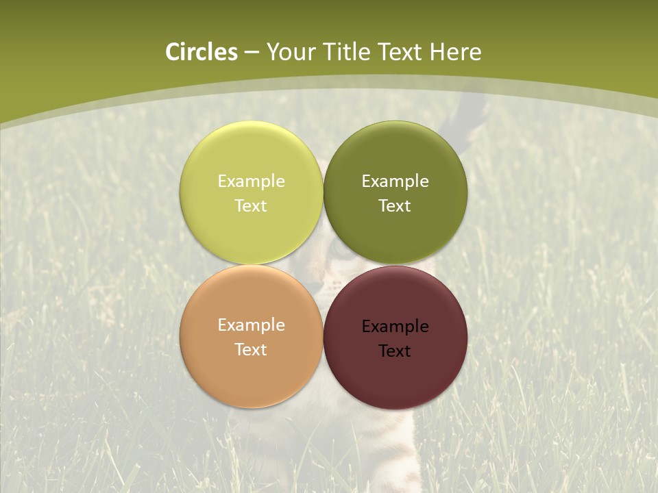 Tree Baby Breed PowerPoint Template