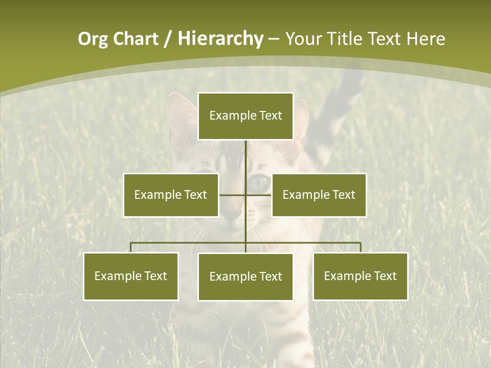 Tree Baby Breed PowerPoint Template