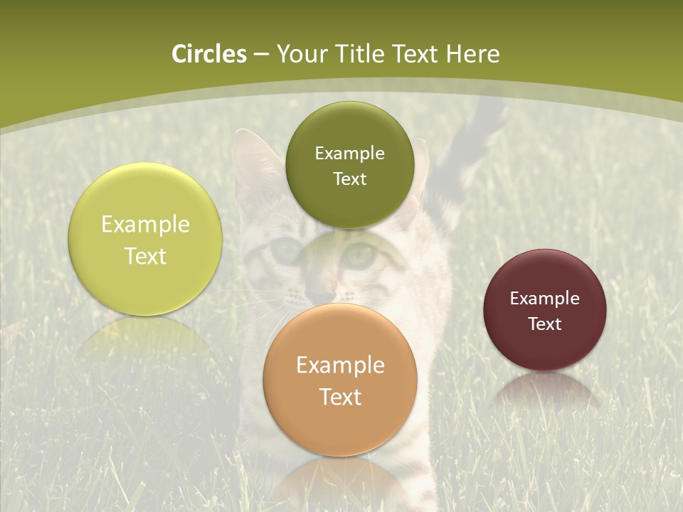 Tree Baby Breed PowerPoint Template