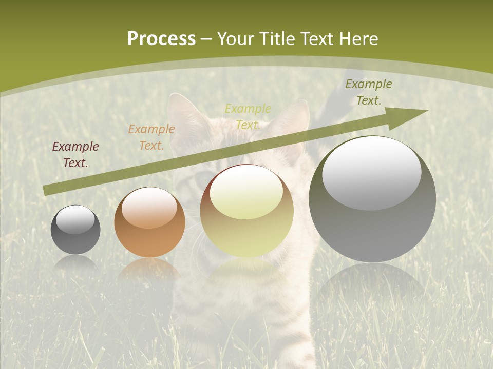 Tree Baby Breed PowerPoint Template