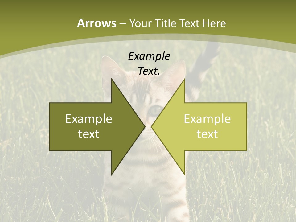 Tree Baby Breed PowerPoint Template