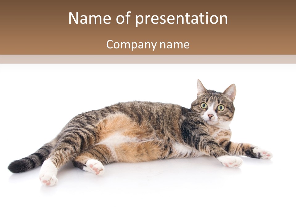 Kitten Tabby Vet PowerPoint Template