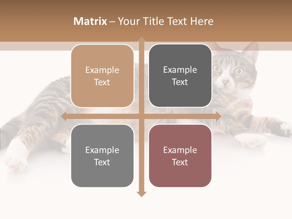 Kitten Tabby Vet PowerPoint Template