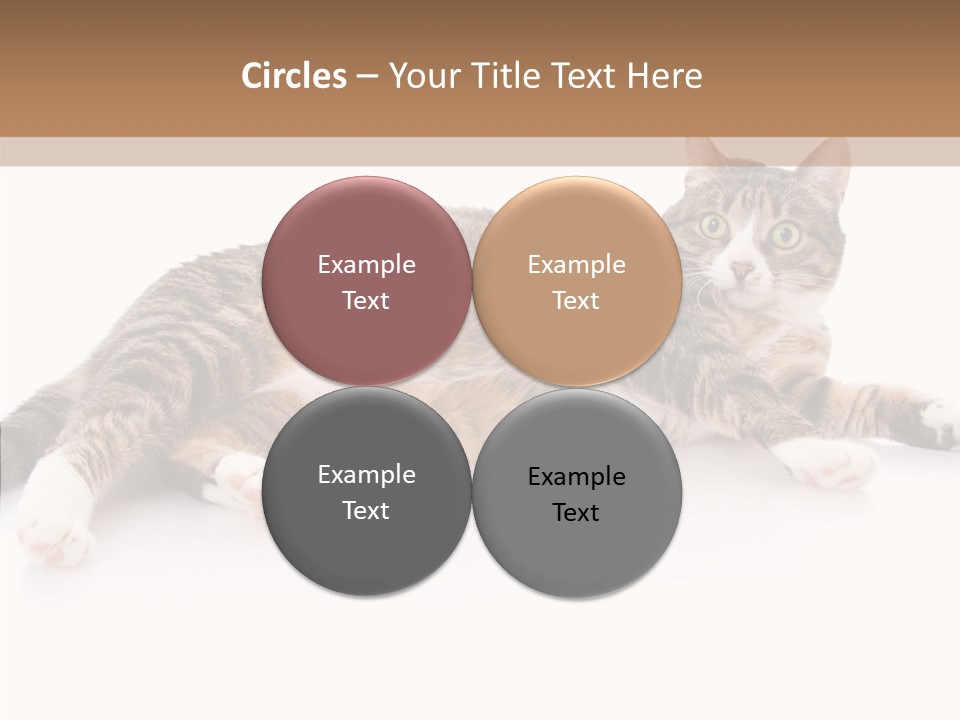 Kitten Tabby Vet PowerPoint Template