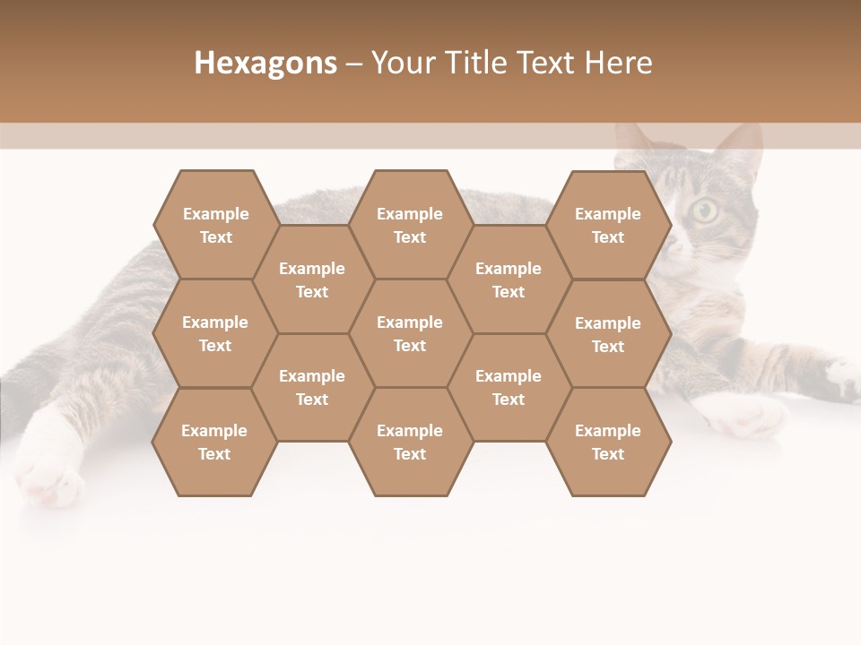 Kitten Tabby Vet PowerPoint Template