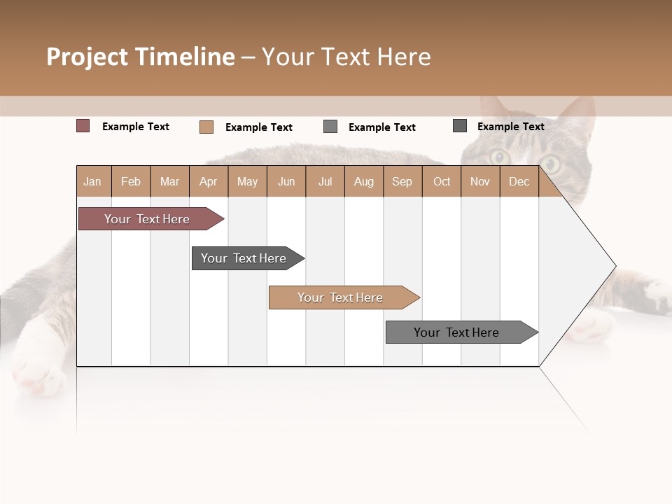 Kitten Tabby Vet PowerPoint Template