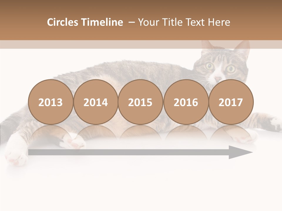 Kitten Tabby Vet PowerPoint Template