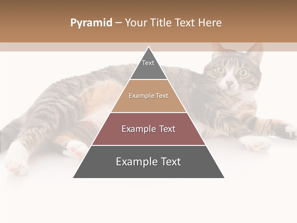 Kitten Tabby Vet PowerPoint Template