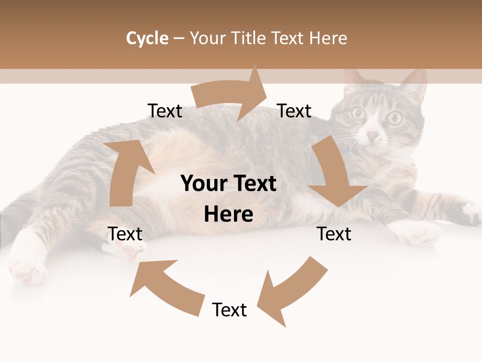 Kitten Tabby Vet PowerPoint Template