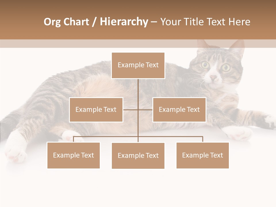 Kitten Tabby Vet PowerPoint Template