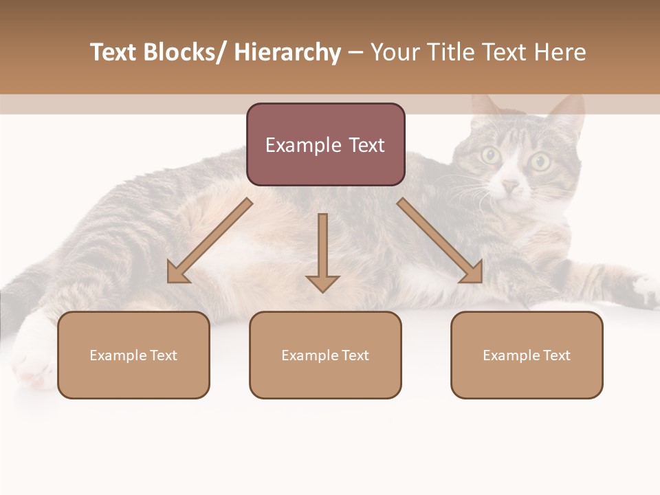 Kitten Tabby Vet PowerPoint Template