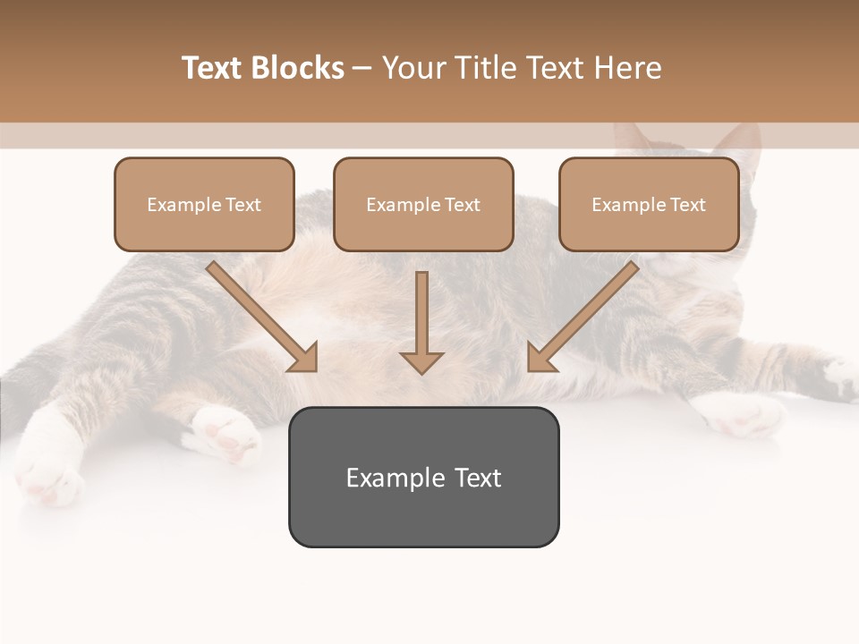 Kitten Tabby Vet PowerPoint Template