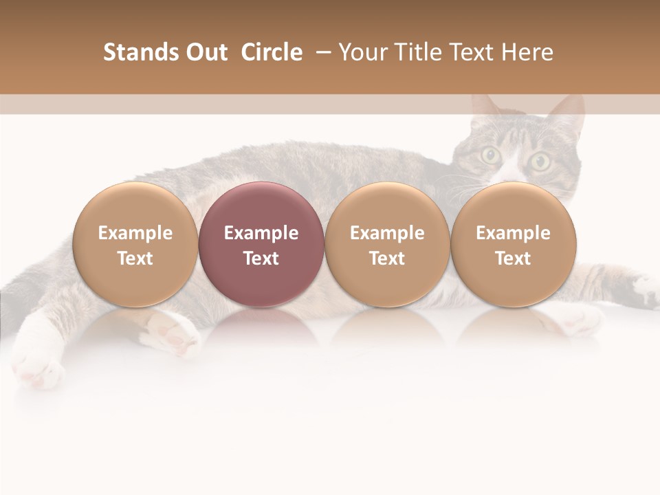 Kitten Tabby Vet PowerPoint Template