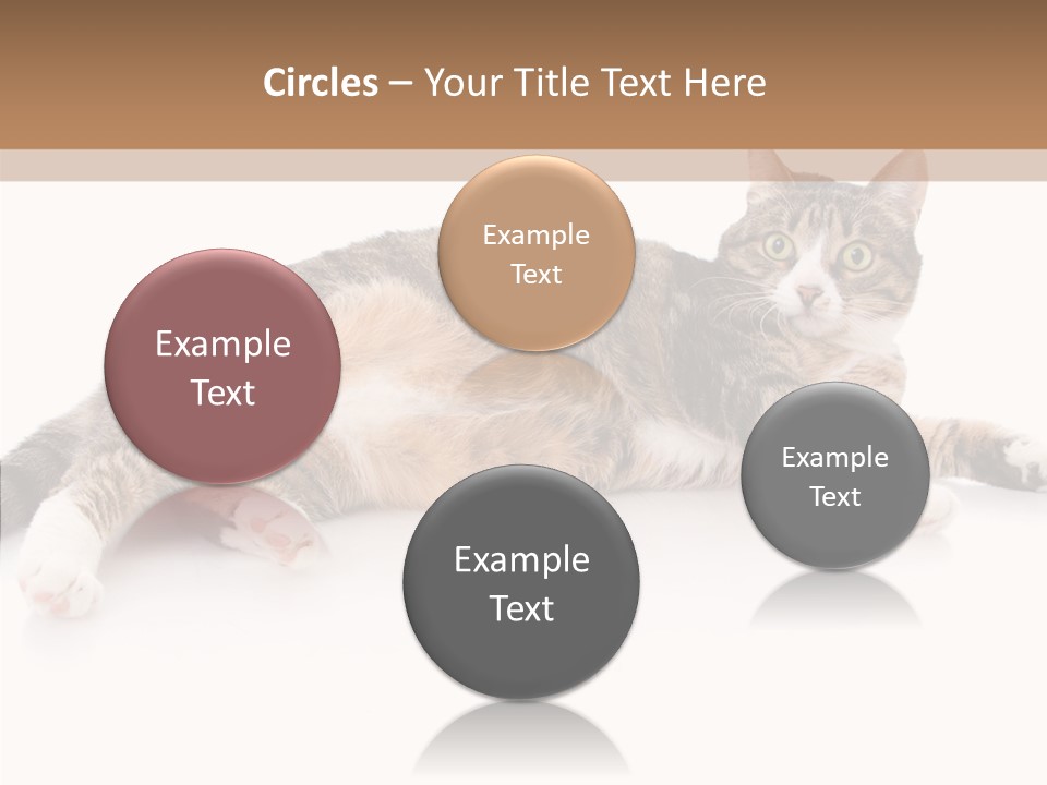 Kitten Tabby Vet PowerPoint Template