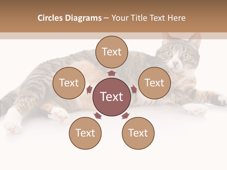 Kitten Tabby Vet PowerPoint Template