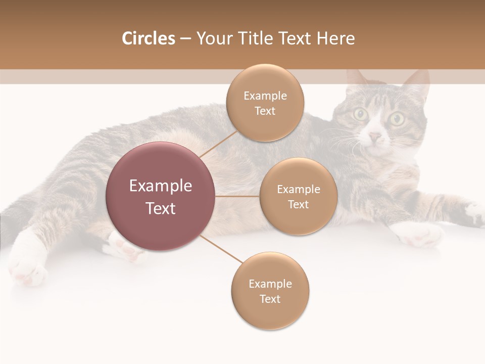 Kitten Tabby Vet PowerPoint Template