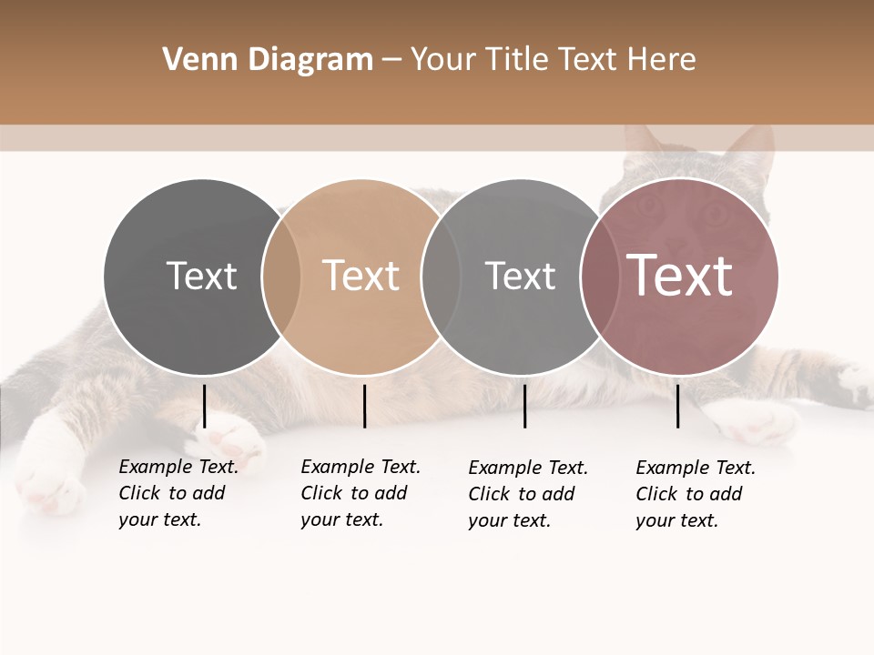 Kitten Tabby Vet PowerPoint Template