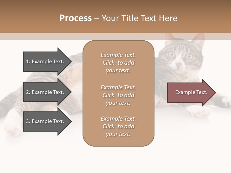 Kitten Tabby Vet PowerPoint Template