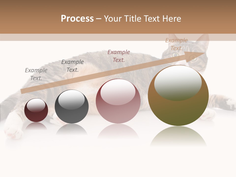 Kitten Tabby Vet PowerPoint Template