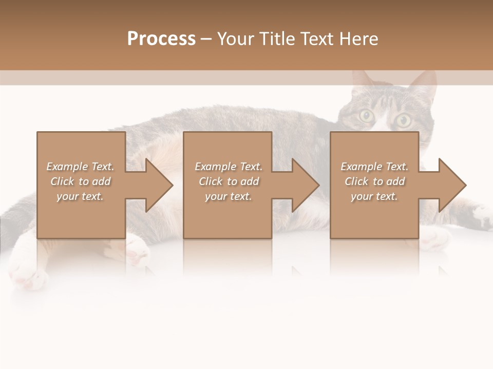Kitten Tabby Vet PowerPoint Template