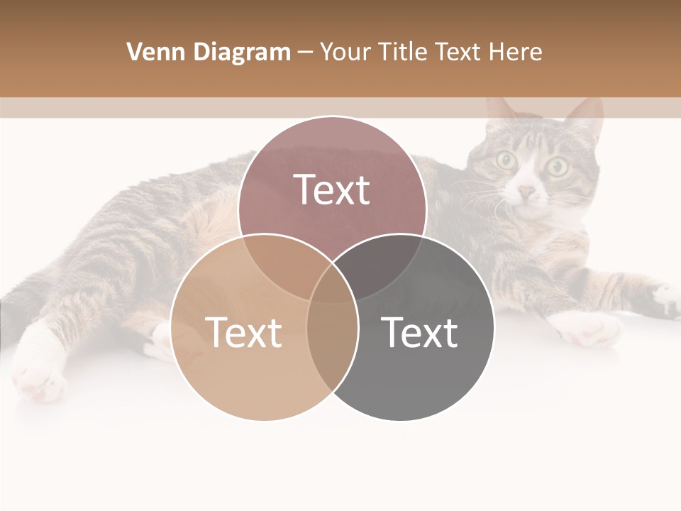 Kitten Tabby Vet PowerPoint Template