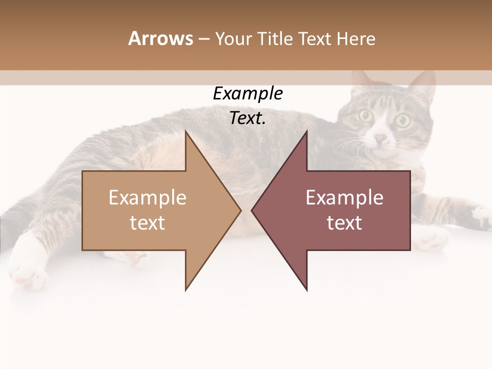 Kitten Tabby Vet PowerPoint Template