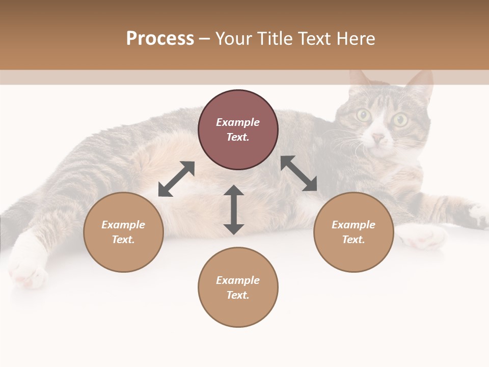 Kitten Tabby Vet PowerPoint Template